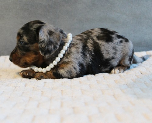 puppy, for, sale, Dachshund, Melvin  King, dog, breeder, Honey Brook, PA, dog-breeder, puppy-for-sale, forsale, nearby, find, puppyfind, locator, puppylocator, aca