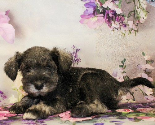 puppy, for, sale, Miniature Schnauzer, Reuben  King, dog, breeder, Honey Brook, PA, dog-breeder, puppy-for-sale, forsale, nearby, find, puppyfind, locator, puppylocator, aca