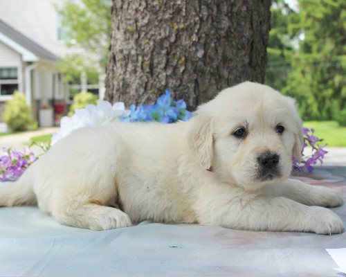 puppy, for, sale, Golden Retriever, Steven Jay Stoltzfus, dog, breeder, Gap, PA, dog-breeder, puppy-for-sale, forsale, nearby, find, puppyfind, locator, puppylocator, aca