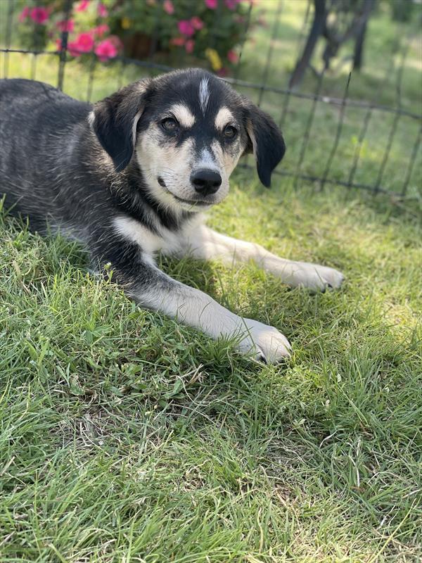 puppy, for, sale, Golden Retriever/Husky,   Creek Side Kennel, dog, breeder, Oberlin, KS, dog-breeder, puppy-for-sale, forsale, nearby, find, puppyfind, locator, puppylocator, aca