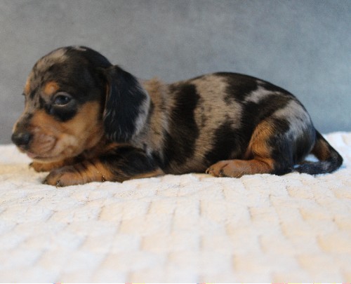 puppy, for, sale, Dachshund, Melvin  King, dog, breeder, Honey Brook, PA, dog-breeder, puppy-for-sale, forsale, nearby, find, puppyfind, locator, puppylocator, aca