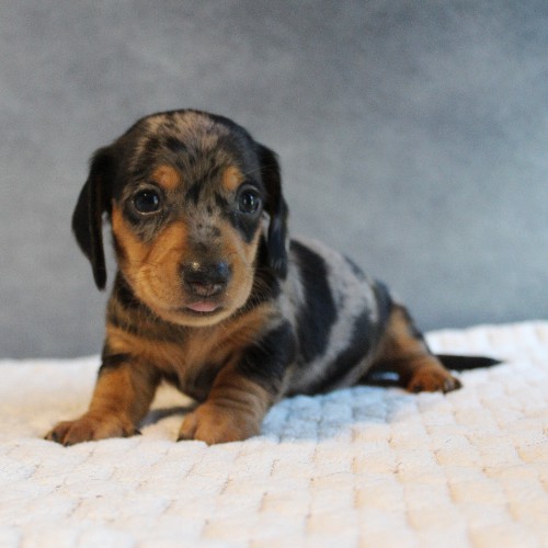 puppy, for, sale, Dachshund, Melvin  King, dog, breeder, Honey Brook, PA, dog-breeder, puppy-for-sale, forsale, nearby, find, puppyfind, locator, puppylocator, aca