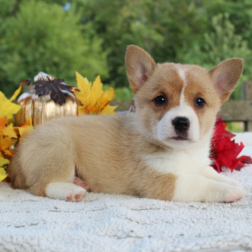 puppy, for, sale, Pembroke Welsh Corgi, Daniel J. Stoltzfoos, dog, breeder, Coatesville, PA, dog-breeder, puppy-for-sale, forsale, nearby, find, puppyfind, locator, puppylocator, aca