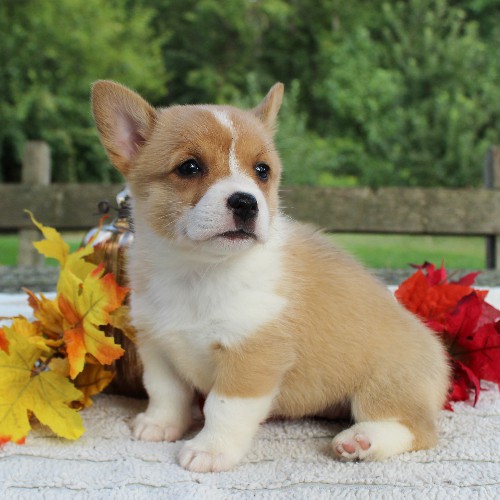 puppy, for, sale, Pembroke Welsh Corgi, Daniel J. Stoltzfoos, dog, breeder, Coatesville, PA, dog-breeder, puppy-for-sale, forsale, nearby, find, puppyfind, locator, puppylocator, aca