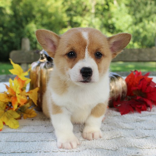 puppy, for, sale, Pembroke Welsh Corgi, Daniel J. Stoltzfoos, dog, breeder, Coatesville, PA, dog-breeder, puppy-for-sale, forsale, nearby, find, puppyfind, locator, puppylocator, aca