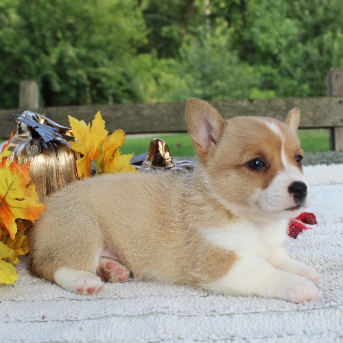 puppy, for, sale, Pembroke Welsh Corgi, Daniel J. Stoltzfoos, dog, breeder, Coatesville, PA, dog-breeder, puppy-for-sale, forsale, nearby, find, puppyfind, locator, puppylocator, aca
