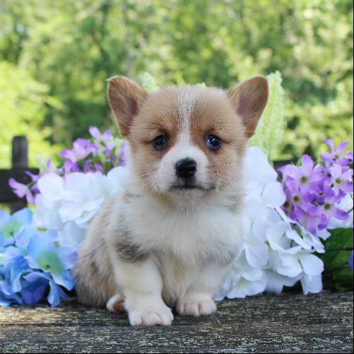 puppy, for, sale, Pembroke Welsh Corgi, Daniel J. Stoltzfoos, dog, breeder, Coatesville, PA, dog-breeder, puppy-for-sale, forsale, nearby, find, puppyfind, locator, puppylocator, aca