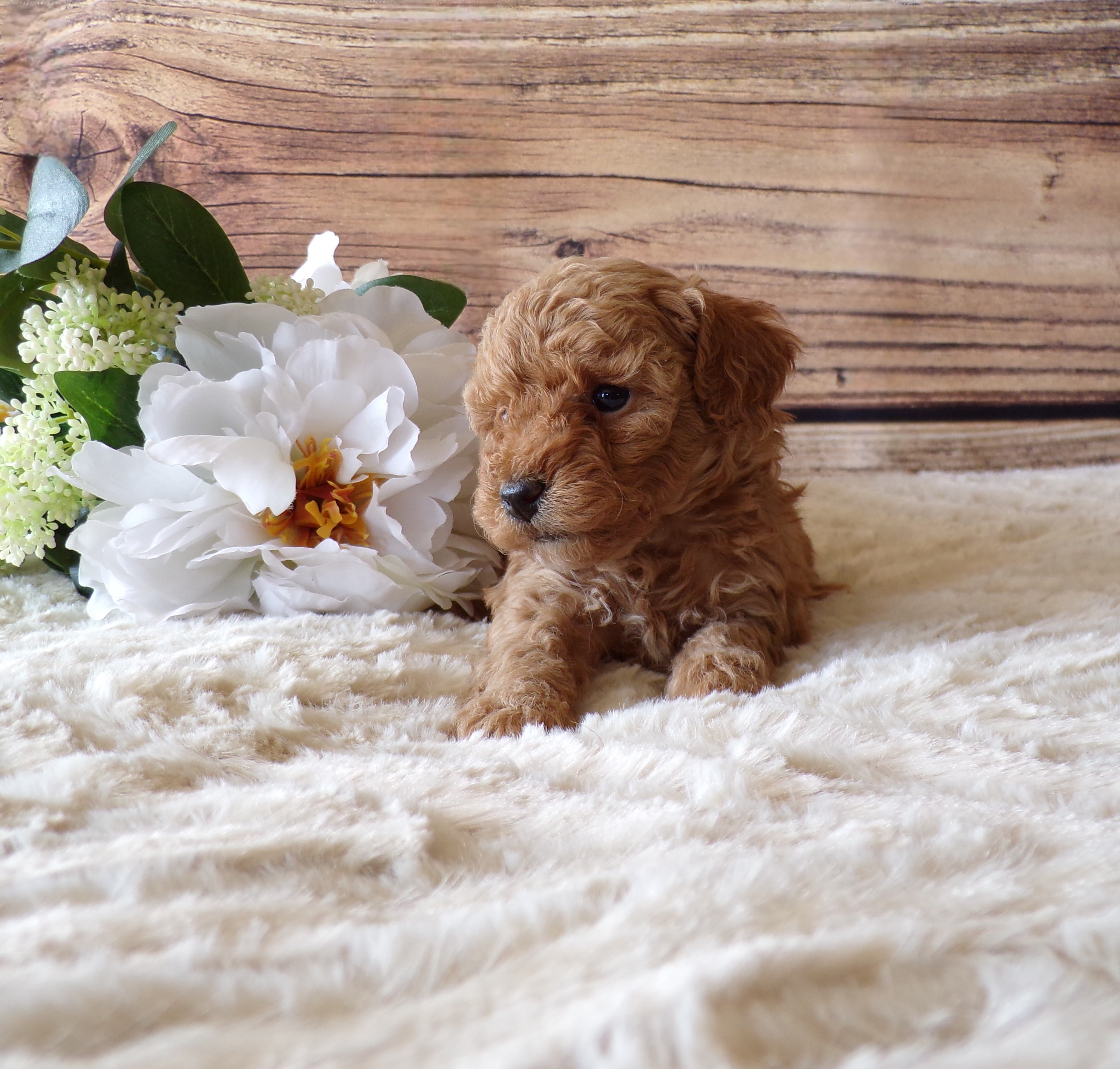 puppy, for, sale, Toy poodle, Melvin  Fisher, dog, breeder, Coatesville, PA, dog-breeder, puppy-for-sale, forsale, nearby, find, puppyfind, locator, puppylocator, aca