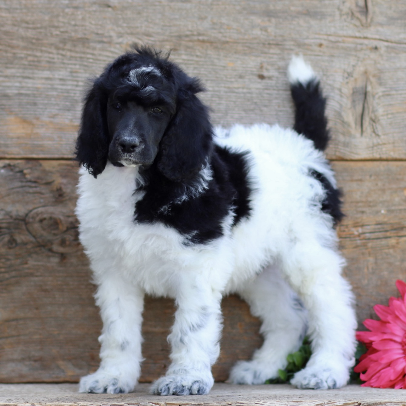 puppy, for, sale, Standard Poodle, John  Stoltzfus, dog, breeder, Christiana, PA, dog-breeder, puppy-for-sale, forsale, nearby, find, puppyfind, locator, puppylocator, aca