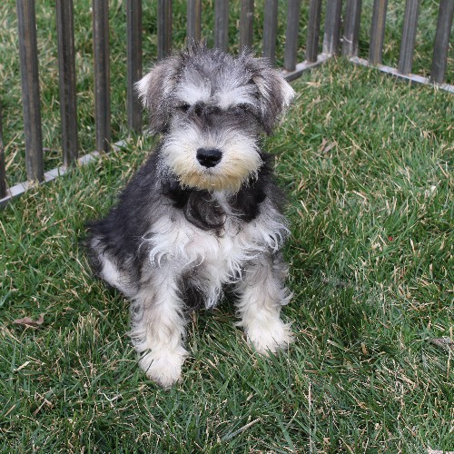 puppy, for, sale, Miniature Schnauzer, Reuben  King, dog, breeder, Honey Brook, PA, dog-breeder, puppy-for-sale, forsale, nearby, find, puppyfind, locator, puppylocator, aca