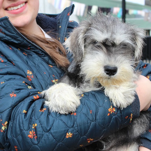 puppy, for, sale, Miniature Schnauzer, Reuben  King, dog, breeder, Honey Brook, PA, dog-breeder, puppy-for-sale, forsale, nearby, find, puppyfind, locator, puppylocator, aca