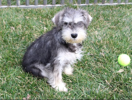 puppy, for, sale, Miniature Schnauzer, Reuben  King, dog, breeder, Honey Brook, PA, dog-breeder, puppy-for-sale, forsale, nearby, find, puppyfind, locator, puppylocator, aca