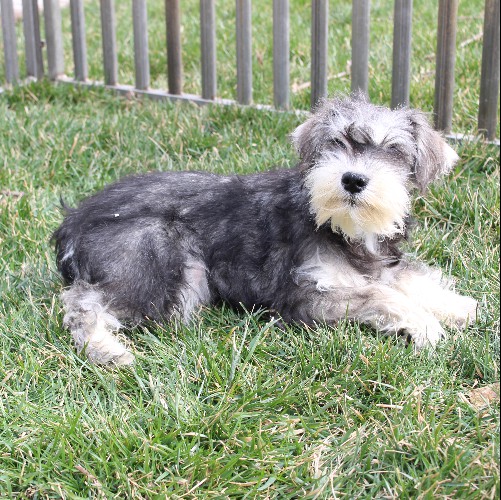 puppy, for, sale, Miniature Schnauzer, Reuben  King, dog, breeder, Honey Brook, PA, dog-breeder, puppy-for-sale, forsale, nearby, find, puppyfind, locator, puppylocator, aca