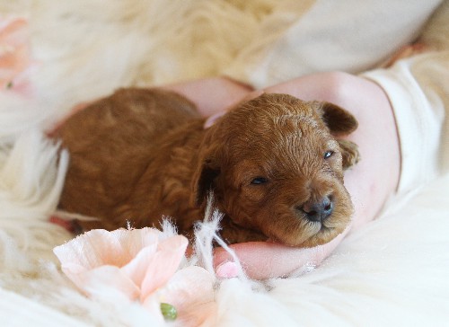 puppy, for, sale, Toy Poodle, Melvin  Fisher, dog, breeder, Coatesville, PA, dog-breeder, puppy-for-sale, forsale, nearby, find, puppyfind, locator, puppylocator, aca
