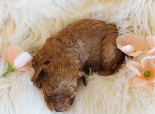 puppy, for, sale, Toy Poodle, Melvin  Fisher, dog, breeder, Coatesville, PA, dog-breeder, puppy-for-sale, forsale, nearby, find, puppyfind, locator, puppylocator, aca