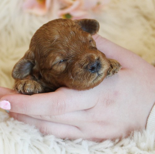 puppy, for, sale, Toy Poodle, Melvin  Fisher, dog, breeder, Coatesville, PA, dog-breeder, puppy-for-sale, forsale, nearby, find, puppyfind, locator, puppylocator, aca