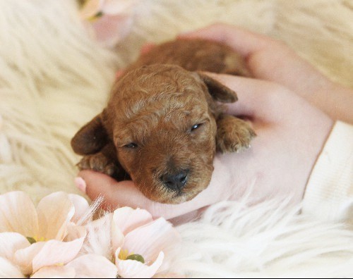 puppy, for, sale, Toy Poodle, Melvin  Fisher, dog, breeder, Coatesville, PA, dog-breeder, puppy-for-sale, forsale, nearby, find, puppyfind, locator, puppylocator, aca