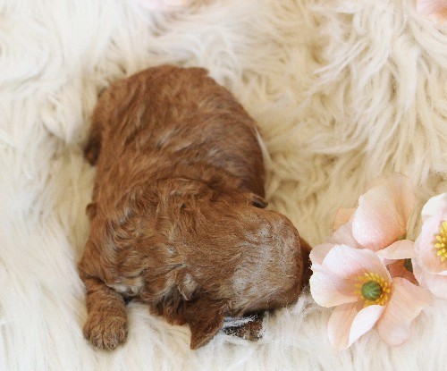 puppy, for, sale, Toy Poodle, Melvin  Fisher, dog, breeder, Coatesville, PA, dog-breeder, puppy-for-sale, forsale, nearby, find, puppyfind, locator, puppylocator, aca