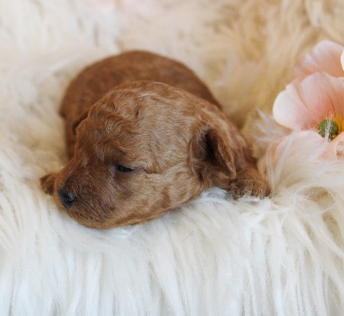 puppy, for, sale, Toy Poodle, Melvin  Fisher, dog, breeder, Coatesville, PA, dog-breeder, puppy-for-sale, forsale, nearby, find, puppyfind, locator, puppylocator, aca
