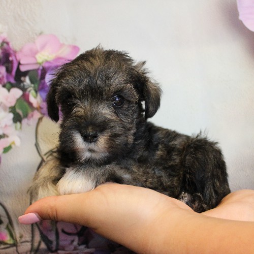 puppy, for, sale, Miniature Schnauzer, Reuben  King, dog, breeder, Honey Brook, PA, dog-breeder, puppy-for-sale, forsale, nearby, find, puppyfind, locator, puppylocator, aca