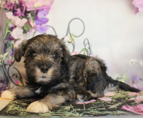 puppy, for, sale, Miniature Schnauzer, Reuben  King, dog, breeder, Honey Brook, PA, dog-breeder, puppy-for-sale, forsale, nearby, find, puppyfind, locator, puppylocator, aca