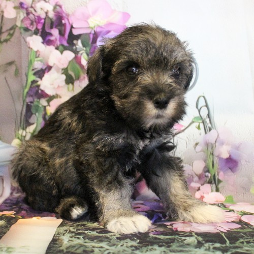 puppy, for, sale, Miniature Schnauzer, Reuben  King, dog, breeder, Honey Brook, PA, dog-breeder, puppy-for-sale, forsale, nearby, find, puppyfind, locator, puppylocator, aca