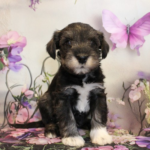 puppy, for, sale, Miniature Schnauzer, Reuben  King, dog, breeder, Honey Brook, PA, dog-breeder, puppy-for-sale, forsale, nearby, find, puppyfind, locator, puppylocator, aca