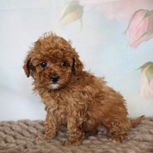 puppy, for, sale, Toy Poodle, Daniel J. Stoltzfoos, dog, breeder, Coatesville, PA, dog-breeder, puppy-for-sale, forsale, nearby, find, puppyfind, locator, puppylocator, aca