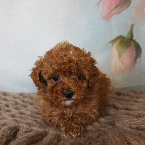 puppy, for, sale, Toy Poodle, Daniel J. Stoltzfoos, dog, breeder, Coatesville, PA, dog-breeder, puppy-for-sale, forsale, nearby, find, puppyfind, locator, puppylocator, aca