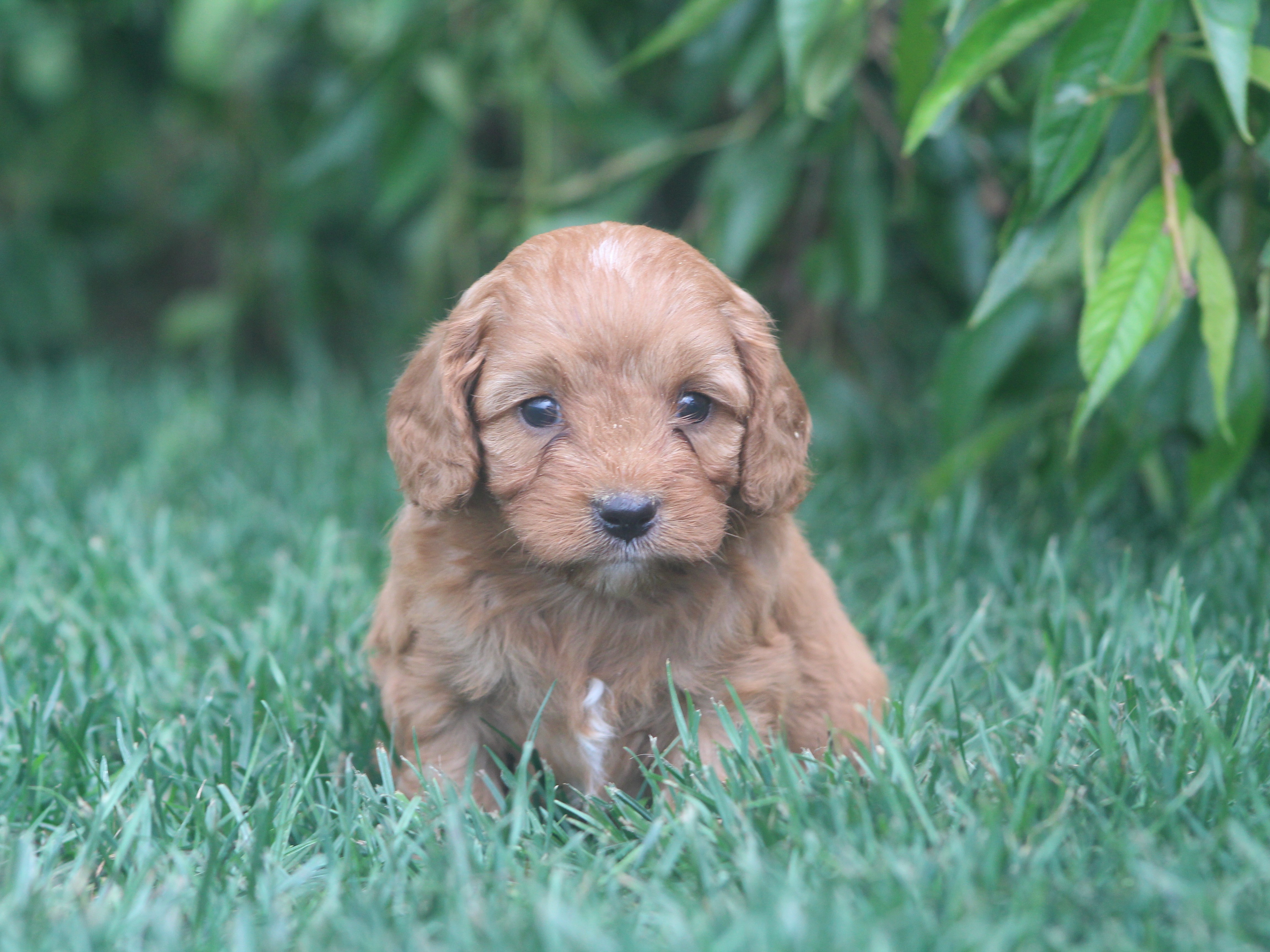 puppy, for, sale, Cavapoo, Jeffrey H.  Newswanger, dog, breeder, Newmanstown, PA, dog-breeder, puppy-for-sale, forsale, nearby, find, puppyfind, locator, puppylocator, aca