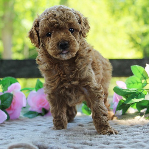 puppy, for, sale, Toy Poodle, Daniel J. Stoltzfoos, dog, breeder, Coatesville, PA, dog-breeder, puppy-for-sale, forsale, nearby, find, puppyfind, locator, puppylocator, aca