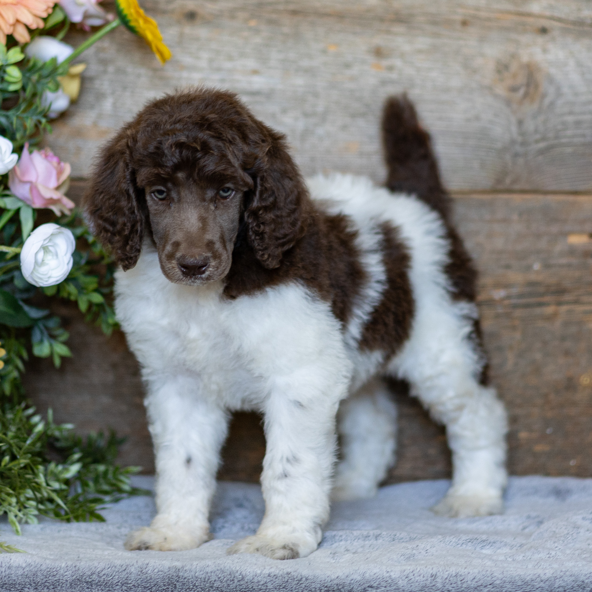 puppy, for, sale, Standard Poodle, John  Stoltzfus, dog, breeder, Christiana, PA, dog-breeder, puppy-for-sale, forsale, nearby, find, puppyfind, locator, puppylocator, aca