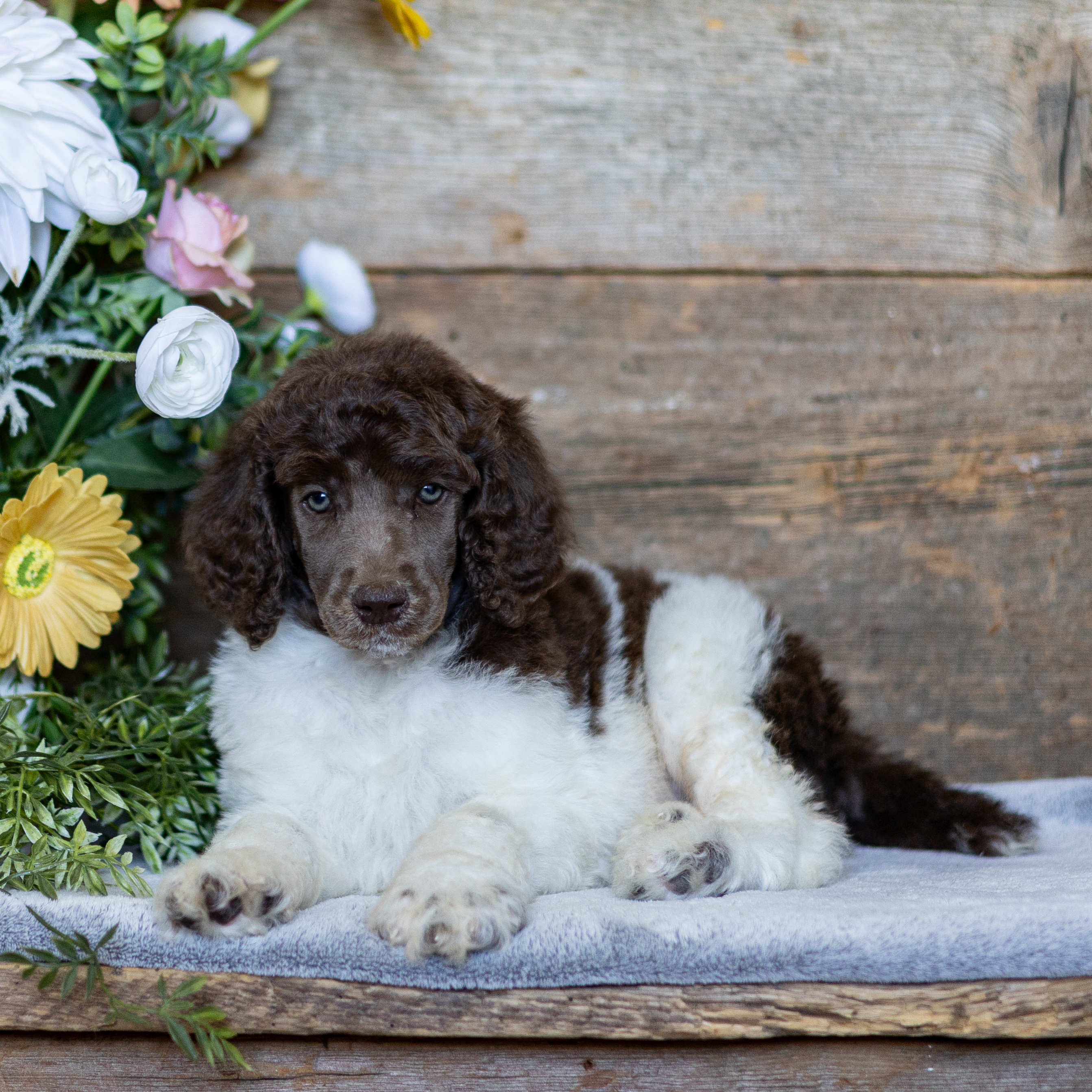 puppy, for, sale, Standard Poodle, John  Stoltzfus, dog, breeder, Christiana, PA, dog-breeder, puppy-for-sale, forsale, nearby, find, puppyfind, locator, puppylocator, aca