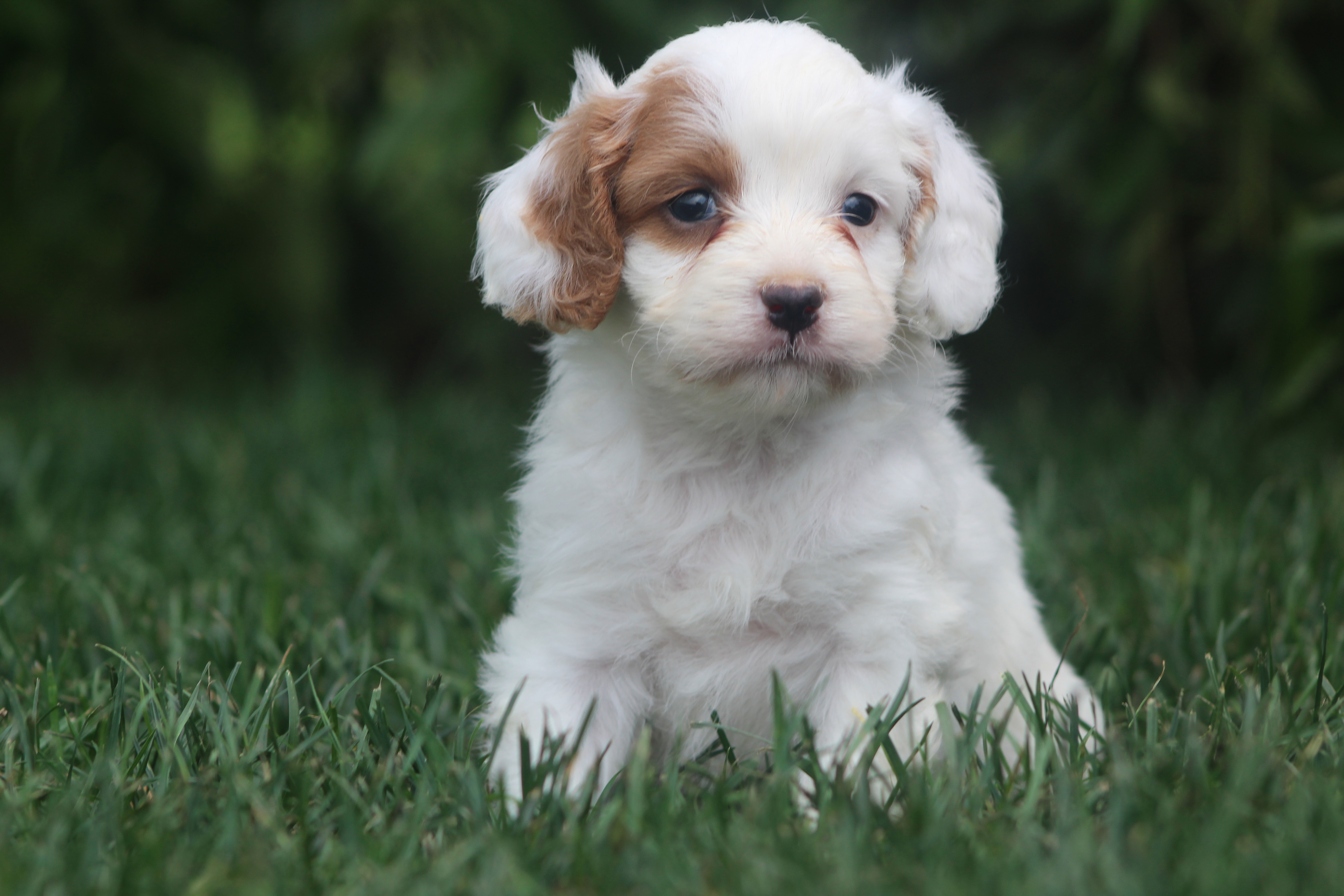 puppy, for, sale, Cavapoo, Jeffrey H.  Newswanger, dog, breeder, Newmanstown, PA, dog-breeder, puppy-for-sale, forsale, nearby, find, puppyfind, locator, puppylocator, aca