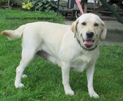 puppy, for, sale, Labrador Retriever, Leon M Martin, dog, breeder, Denver, PA, dog-breeder, puppy-for-sale, forsale, nearby, find, puppyfind, locator, puppylocator, aca