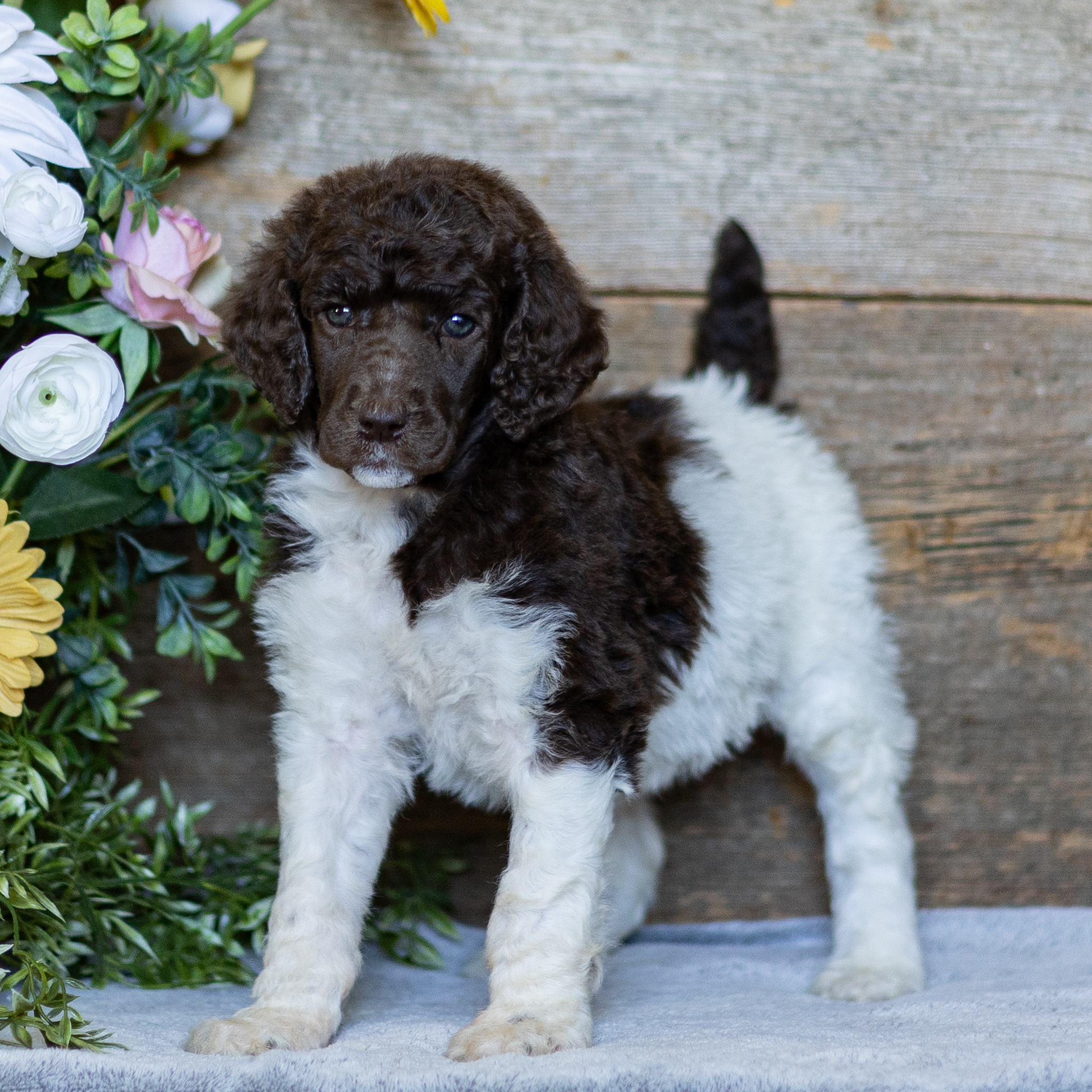 puppy, for, sale, Standard Poodle, John  Stoltzfus, dog, breeder, Christiana, PA, dog-breeder, puppy-for-sale, forsale, nearby, find, puppyfind, locator, puppylocator, aca