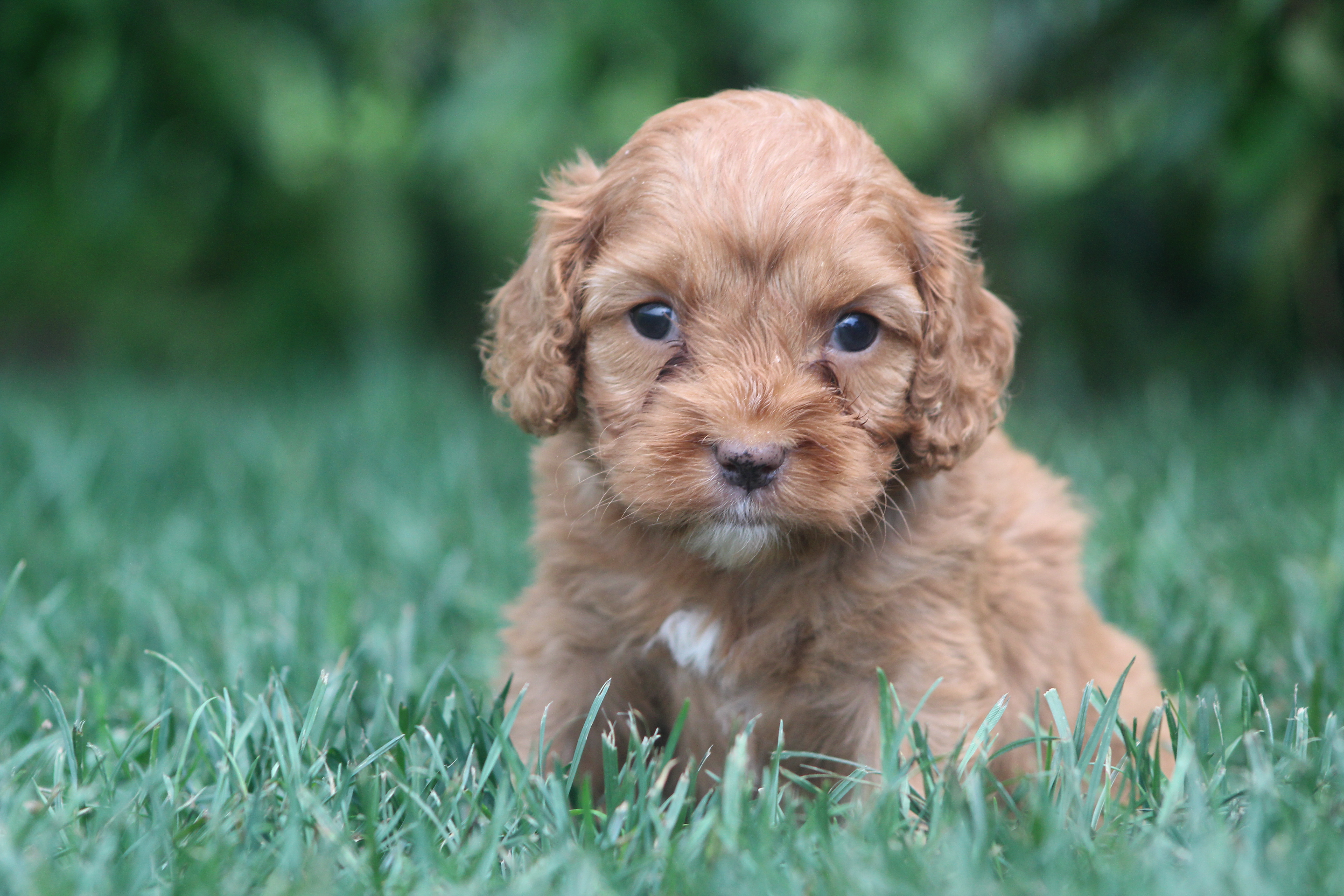 puppy, for, sale, Cavapoo, Jeffrey H.  Newswanger, dog, breeder, Newmanstown, PA, dog-breeder, puppy-for-sale, forsale, nearby, find, puppyfind, locator, puppylocator, aca