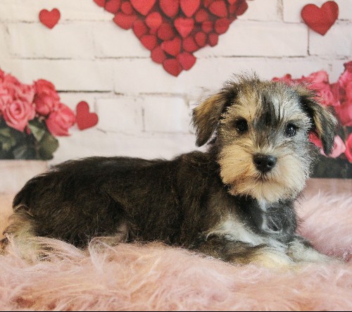 puppy, for, sale, Miniature Schnauzer, rueben  King, dog, breeder, Honey Brook, PA, dog-breeder, puppy-for-sale, forsale, nearby, find, puppyfind, locator, puppylocator, aca