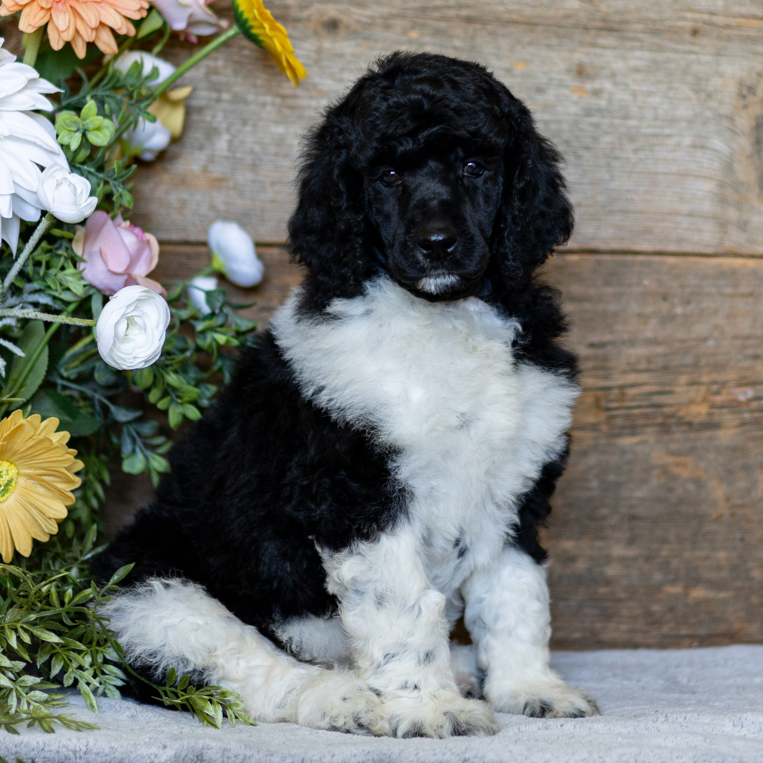 puppy, for, sale, Standard Poodle, John  Stoltzfus, dog, breeder, Christiana, PA, dog-breeder, puppy-for-sale, forsale, nearby, find, puppyfind, locator, puppylocator, aca