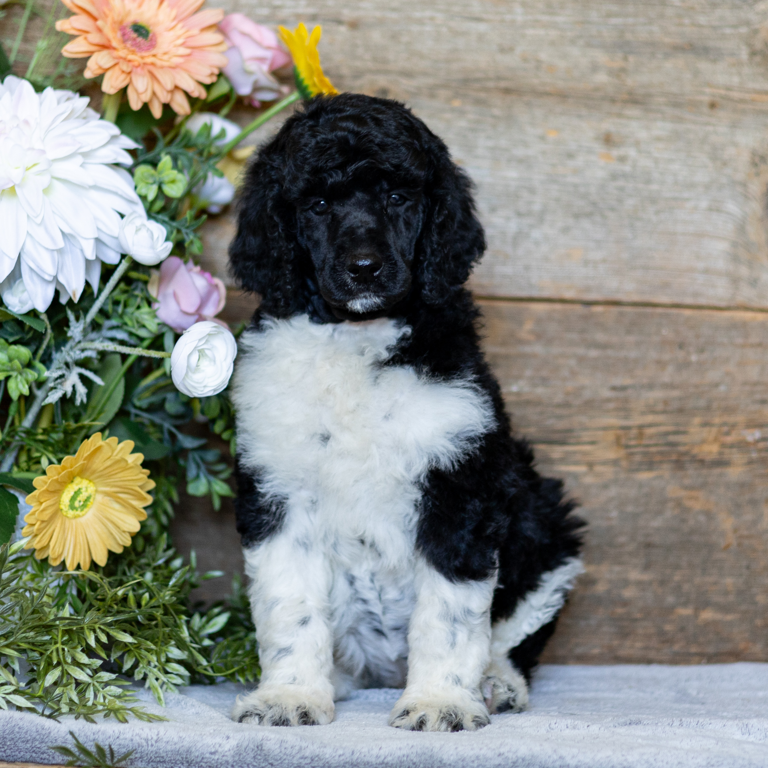 puppy, for, sale, Standard Poodle, John  Stoltzfus, dog, breeder, Christiana, PA, dog-breeder, puppy-for-sale, forsale, nearby, find, puppyfind, locator, puppylocator, aca