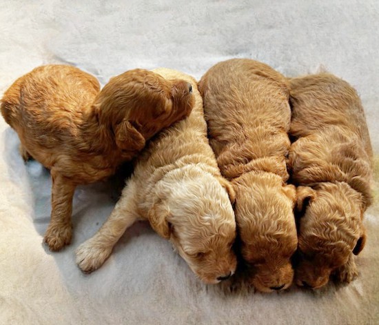 puppy, for, sale, Toy Poodle, Daniel J. Stoltzfoos, dog, breeder, Coatesville, PA, dog-breeder, puppy-for-sale, forsale, nearby, find, puppyfind, locator, puppylocator, aca