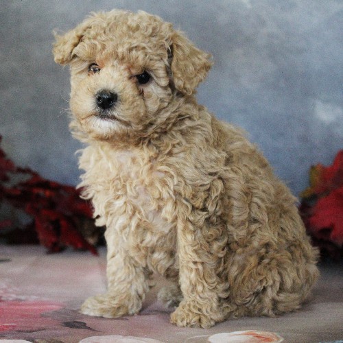 puppy, for, sale, Toy Poodle, Daniel J. Stoltzfoos, dog, breeder, Coatesville, PA, dog-breeder, puppy-for-sale, forsale, nearby, find, puppyfind, locator, puppylocator, aca