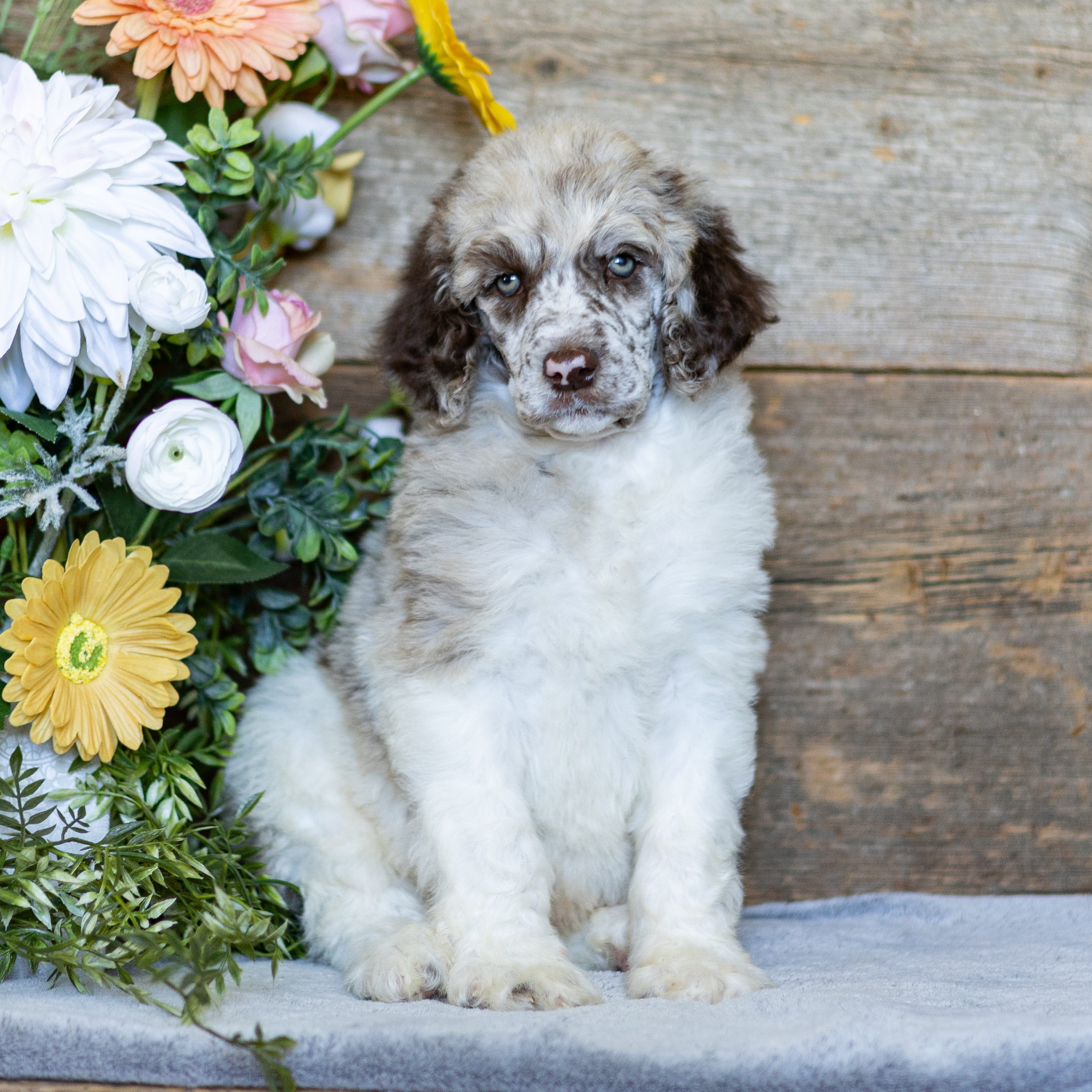 puppy, for, sale, Standard Poodle, John  Stoltzfus, dog, breeder, Christiana, PA, dog-breeder, puppy-for-sale, forsale, nearby, find, puppyfind, locator, puppylocator, aca