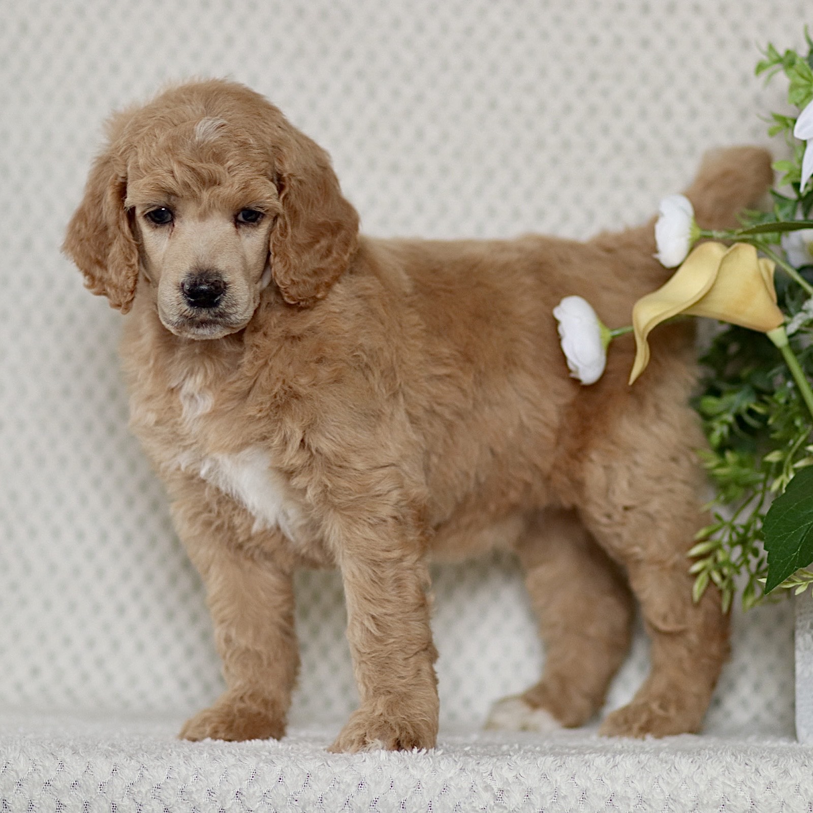 puppy, for, sale, Standard Poodle, John  Stoltzfus, dog, breeder, Christiana, PA, dog-breeder, puppy-for-sale, forsale, nearby, find, puppyfind, locator, puppylocator, aca