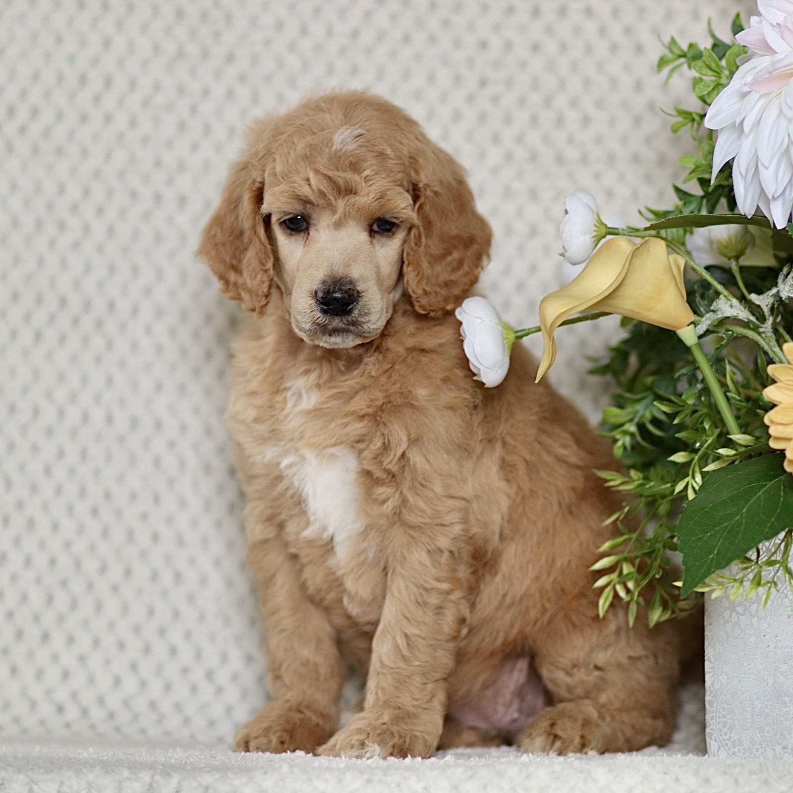 puppy, for, sale, Standard Poodle, John  Stoltzfus, dog, breeder, Christiana, PA, dog-breeder, puppy-for-sale, forsale, nearby, find, puppyfind, locator, puppylocator, aca