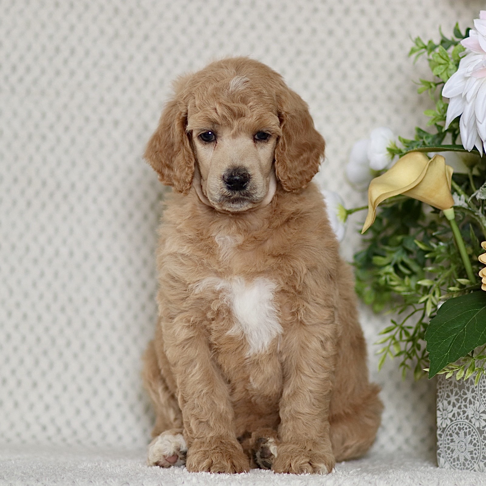 puppy, for, sale, Standard Poodle, John  Stoltzfus, dog, breeder, Christiana, PA, dog-breeder, puppy-for-sale, forsale, nearby, find, puppyfind, locator, puppylocator, aca