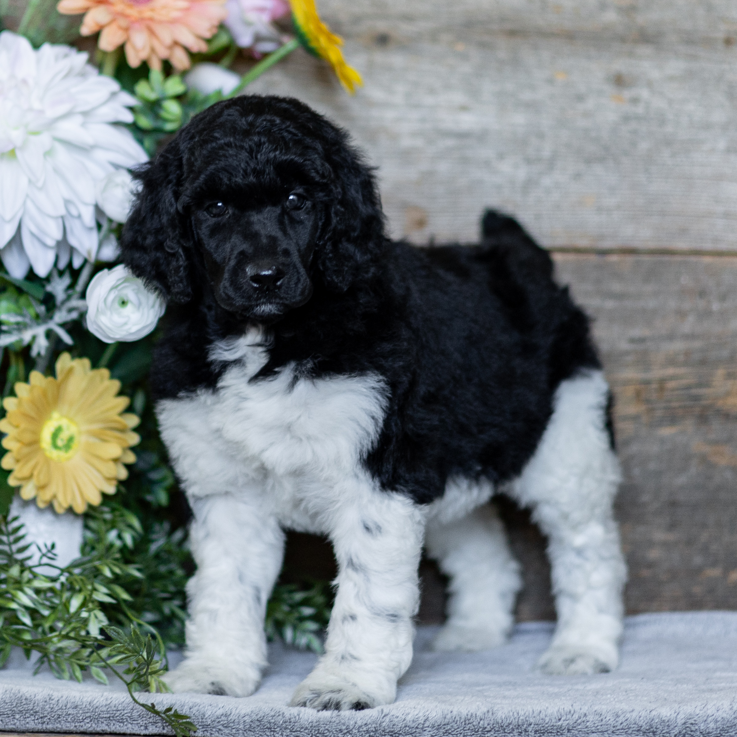 puppy, for, sale, Standard Poodle, John  Stoltzfus, dog, breeder, Christiana, PA, dog-breeder, puppy-for-sale, forsale, nearby, find, puppyfind, locator, puppylocator, aca