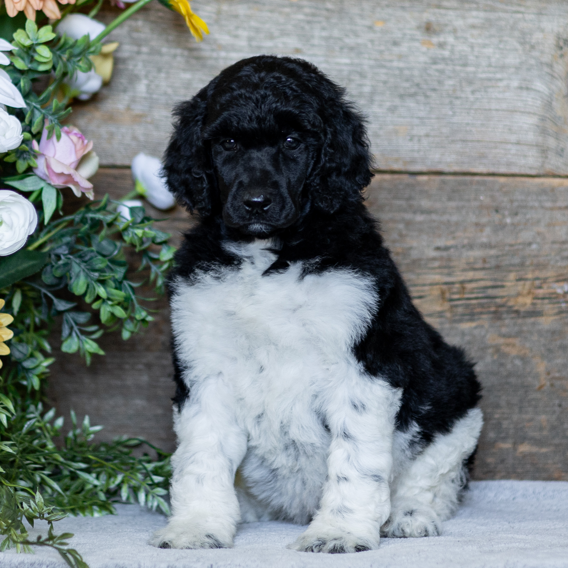 puppy, for, sale, Standard Poodle, John  Stoltzfus, dog, breeder, Christiana, PA, dog-breeder, puppy-for-sale, forsale, nearby, find, puppyfind, locator, puppylocator, aca
