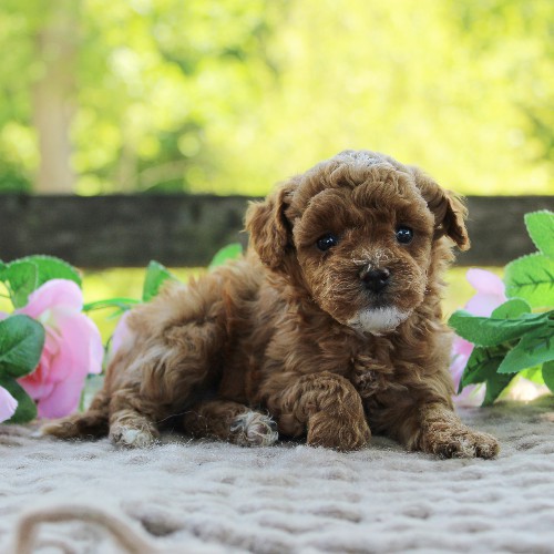 puppy, for, sale, Toy Poodle, Daniel J. Stoltzfoos, dog, breeder, Coatesville, PA, dog-breeder, puppy-for-sale, forsale, nearby, find, puppyfind, locator, puppylocator, aca