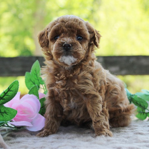 puppy, for, sale, Toy Poodle, Daniel J. Stoltzfoos, dog, breeder, Coatesville, PA, dog-breeder, puppy-for-sale, forsale, nearby, find, puppyfind, locator, puppylocator, aca